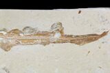 Cretaceous Fossil Shark (Pararhinchodon) - With Pos/Neg #107614-4